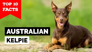 Australian Kelpie - Top 10 Facts