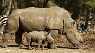 В сафари-парке Израиля выходит в свет малыш-носорог