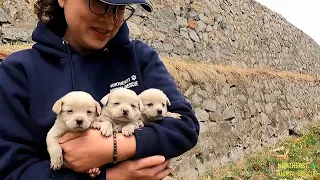 Three puppies rescued from abandoned factory without mom