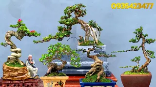 Giao lưu 10 tác phẩm bonsai mới tại Vườn Bonsai Hữu Quang (Bình Định)