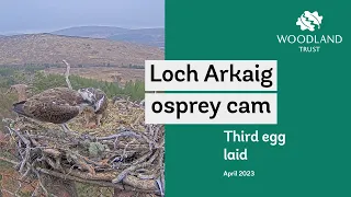 Third egg laid - Loch Arkaig Osprey Cam highlights