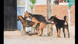 aowsome!! dog🐕🐕 funny cute mini pinscher the first time meet 🐕🐕🐕