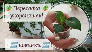 🪴 Пересадка 🪴 укореняшек. Неожиданные 🆕 новинки 🆕 !