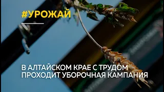 "Большие потери". Как в Алтайском крае проходит уборочная кампания