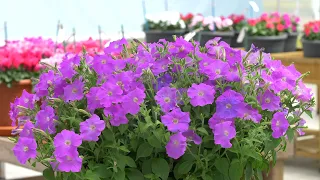 Petunia Flash Forward Lavender in 360° view