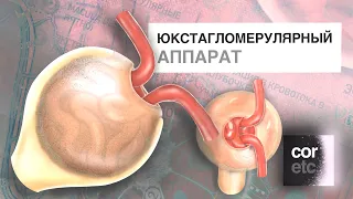 Юкстагломерулярный аппарат.