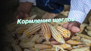 Кормление щеглов