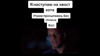 тикток наступил на хвост кота