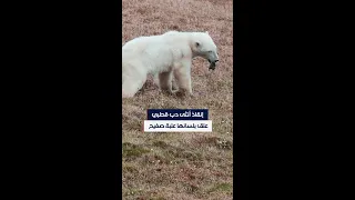 إنقاذ أنثى دب قطبي علق بلسانها علبة صفيح