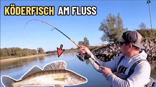 Mit Köderfisch am Fluss - Aktiv Zanderangeln vom Kajak