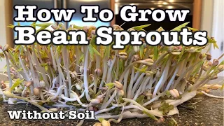 How To Grow Bean Sprouts Without Soil