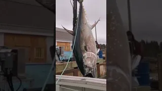 Giant Fish Catching 🐟