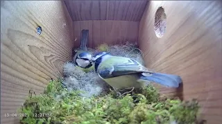 13th April 2021 - Blue tit nest box live camera highlights