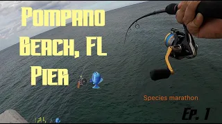 Pompano Beach Pier 🎣 ( Broward county, Florida fishing marathon Ep. 1) Multi-Species action