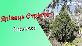 Ялівець Стрікта. Стрижем правильно!!! UA та RUS субтитри