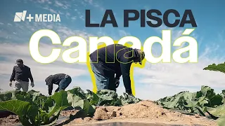 Mexicanos trabajando en Canadá: Así es la vida para los que se van