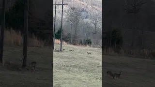 I found the deer!