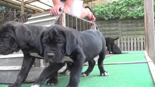 Die Cane Corso Welpen mit 7 Wochen