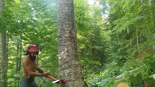 Tree Felling with Wedges _ Husqvarna 572xp