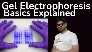 Gel electrophoresis principle explained | Agarose gel electrophoresis | SDS page gel electrophoresis