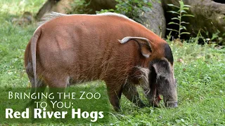 Bringing the Zoo to You: Red River Hogs