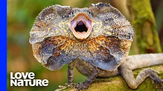 Frilled Lizard’s Pop-up Neck Freaks out Snake