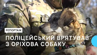 Врятована з-під обстрілів: поліцейський із Запоріжжя врятував собаку з Оріхова