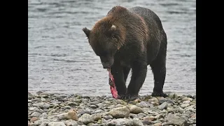 McNeil River wildlife preserve Alaska