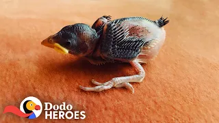1-Day-Old Sparrow Makes His Rescuer Fill Her House With Baby Birds  | The Dodo Heroes