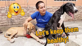 PRO MASS | GREAT DANE | 6 MONTHS OLD GREAT DANE | WEAK LEGS | DOG MUSCLE BUILDING | HIP DYSPLASIA