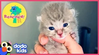 Smokey The Cute Kitten Is Saved From Living Under A House | Animal Videos For Kids | Dodo Kids