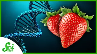 Why Do Strawberries Have Eight Copies of Their Genes