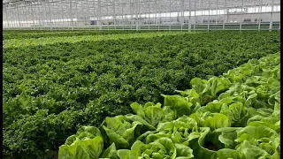 Green Automation's automated hydroponic NFT growing system for Living Lettuces and Herbs