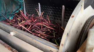 Shelling Purple Hull Peas