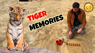 Memories Of Our Bageera(TIGER)