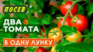 Посадка ДВУХ ТОМАТОВ в одну лунку – какой эффект? Моя новая теплица