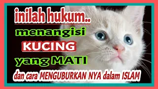 INILAH HUKUM MENANGISI KUCING YANG MATI DAN CARA MENGUBURKAN NYA MENURUT ISLAM