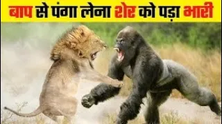 Lions Hunt Baby Gorilla, Herd Gorilla panic carry  baby on his Back run Away, Babool vs wild dog..