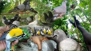 INTENSE!!! Bird Hunting Day and Night 2023 Highlights🐦💯🇯🇲 | Catch Ñ Cook New Bird Recipe😁