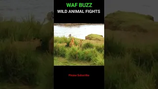 Very Lucky! Zebra Escapes From  Lions Attack #shorts