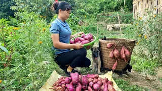 Harvesting Sweet Potato Garden goes to the market sell | Triêu Thị Sểnh