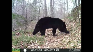 How black bear react to Wolf gland WILL they react to human Female in mid of the month the same way