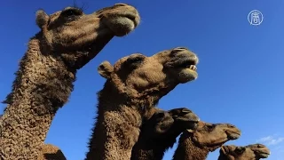 Крупнейший верблюжий рынок Египта процветает (новости)