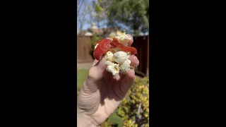 Pepperoni Pizza Popcorn (super easy and delicious!!)