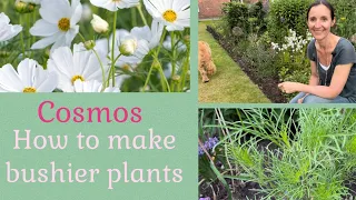 Tips on how to get more flower power from your Cosmos and create more robust plants