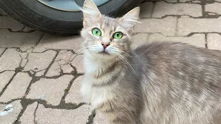 The eyes of these cats living on the street are very beautiful. I gave them food. 😍