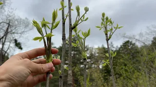 山菜と天然きのこ採ってピザ作ったら旨すぎた　コシアブラ タラの芽 タカノツメ アミガサタケ 椎茸