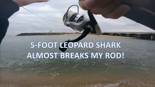 5-FOOT leopard SHARK almost BROKE my rod...then VANISHES 😢