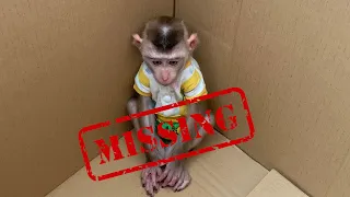 Monkey Puka is Missing Mom worriedly went looking for him