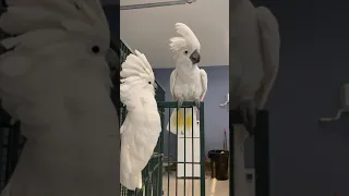 Dancing Umbrella Cockatoos